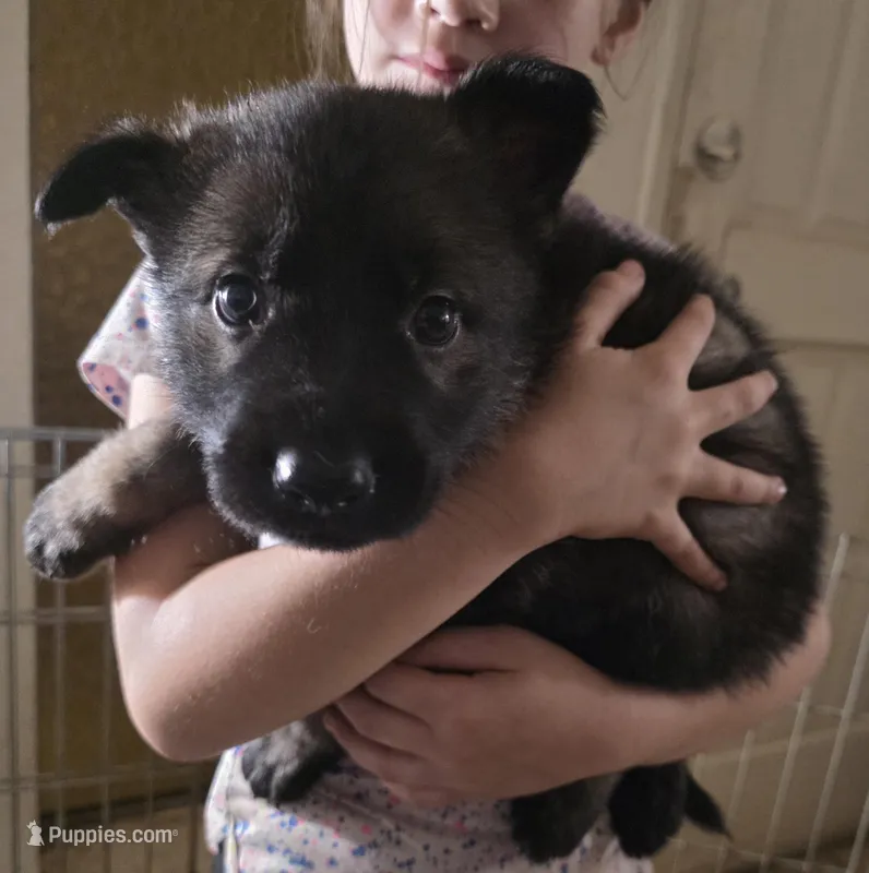 Gray/Yellow Male – German Shepherd Dog puppy for sale in Minden, NV