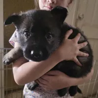 Gray/Yellow Male, a male German Shepherd Dog for sale in Ione, CA – Photo 1 of 3