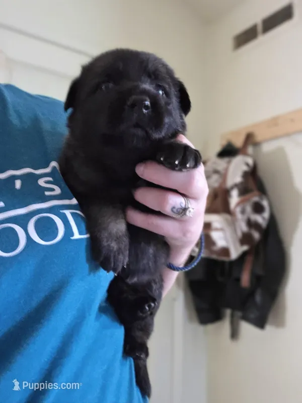 Gray/Yellow Male – German Shepherd Dog puppy for sale in Minden, NV