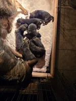 Gray/Yellow Male, a male German Shepherd Dog for sale in Minden, NV – Photo 3 of 3