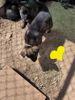 Yellow Male, a male German Shepherd Dog for sale in Ione, CA – Photo 5 of 5