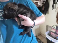 Gray/Yellow Male, a male German Shepherd Dog for sale in Minden, NV – Photo 2 of 3