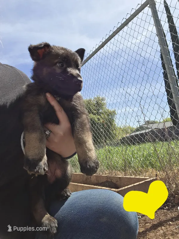 Yellow Male – German Shepherd Dog puppy for sale in Ione, CA