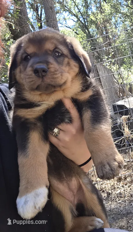 Female 1 – Spanish Mastiff puppy for sale in Ione, CA