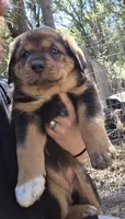 Female 1, a female Spanish Mastiff for sale in Ione, CA – 1 of 2