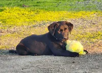 Sarge, a male Labrador Retriever for sale in Minden, NV – Photo 1 of 3