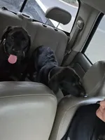 Sarge, a male Labrador Retriever for sale in Minden, NV – Photo 2 of 3