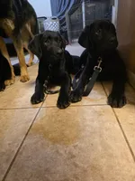 Sarge, a male Labrador Retriever for sale in Minden, NV – Photo 3 of 3