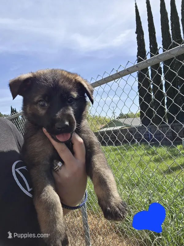 Blue Male – German Shepherd Dog puppy for sale in Ione, CA