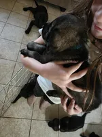 Blue Male, a male German Shepherd Dog for sale in Minden, NV – Photo 2 of 2