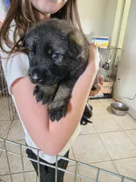 Blue Male, a male German Shepherd Dog for sale in Minden, NV – Photo 1 of 2