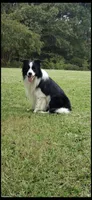 Reece , a male Border Collie for sale in Comer, GA – Photo 3 of 4