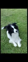 Reece , a male Border Collie for sale in Comer, GA – Photo 2 of 4