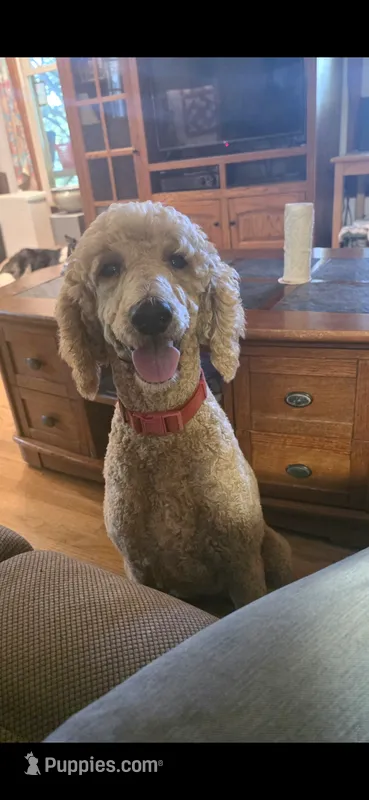 Ginger – Poodle - Standard  puppy for sale in Comer, GA