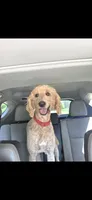 Ginger, a female Poodle - Standard  for sale in Comer, GA – 3 of 4