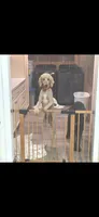 Ginger, a female Poodle - Standard  for sale in Comer, GA – 2 of 4