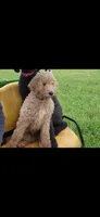 Ginger, a female Poodle - Standard  for sale in Comer, GA – 4 of 4