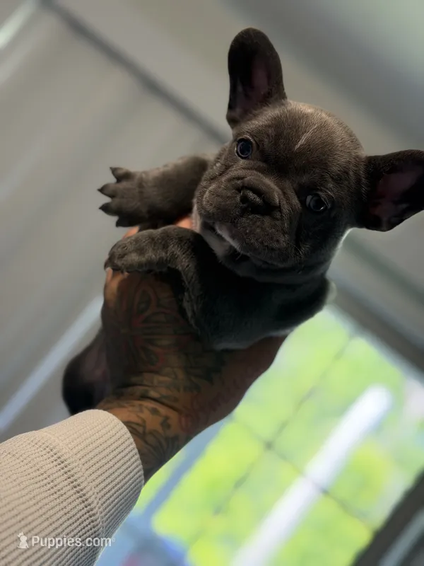 Grey – French Bulldog puppy for sale in Rochester, NY