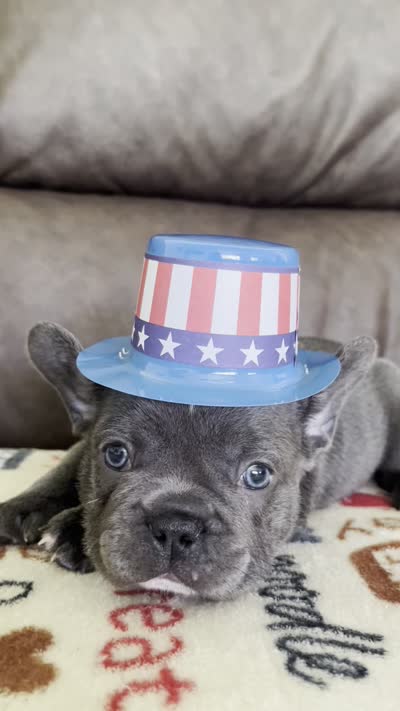 Grey, a male French Bulldog for sale in Rochester, NY – 4 of 4