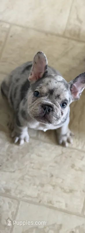 Cookies  – French Bulldog puppy for sale in Rochester, NY