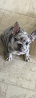 Cookies , a male French Bulldog for sale in Rochester, NY – 1 of 1