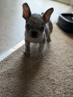 Lil Man , a male French Bulldog for sale in Rochester, NY – 4 of 5