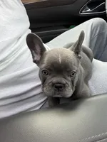 Grey, a male French Bulldog for sale in Rochester, NY – 2 of 4