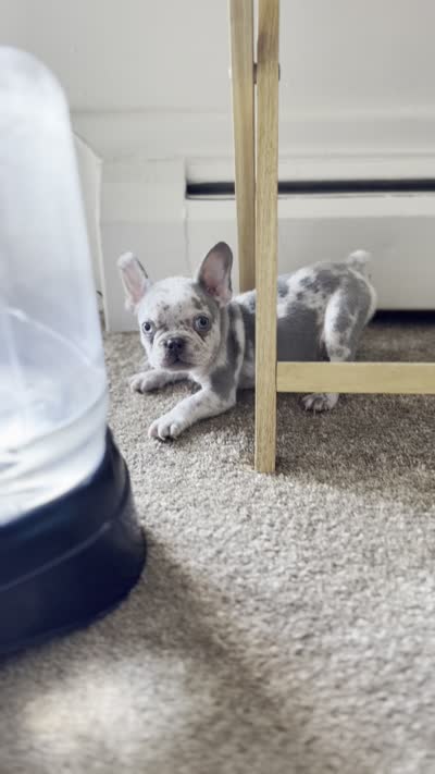 Lil Man , a male French Bulldog for sale in Rochester, NY – 5 of 5