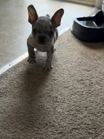 Lil Man , a male French Bulldog for sale in Rochester, NY – 3 of 5