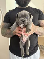 Grey, a male French Bulldog for sale in Rochester, NY – 3 of 4