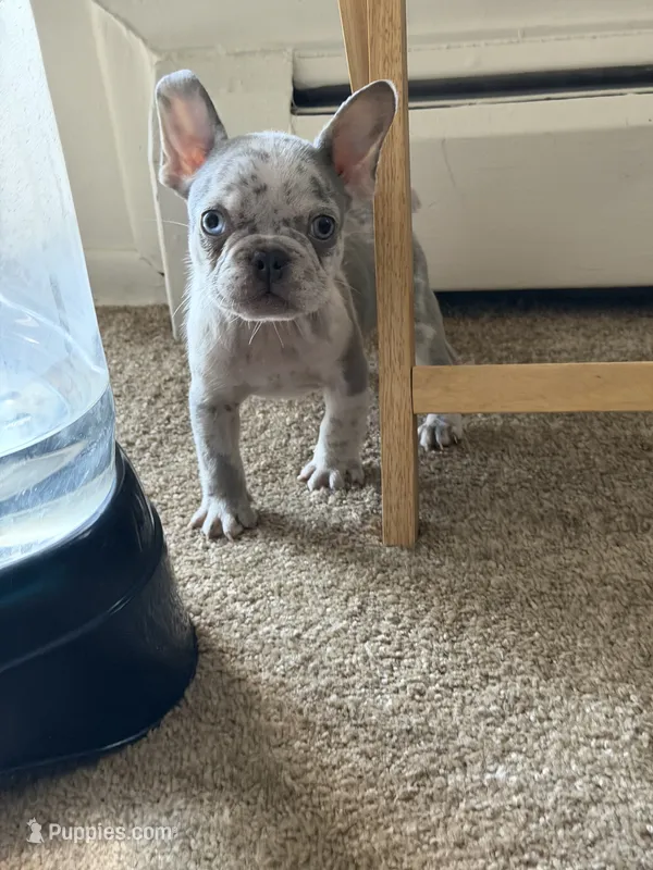 Lil Man  – French Bulldog puppy for sale in Rochester, NY