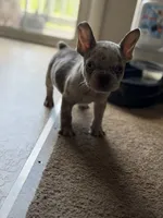Lil Man , a male French Bulldog for sale in Rochester, NY – 2 of 5
