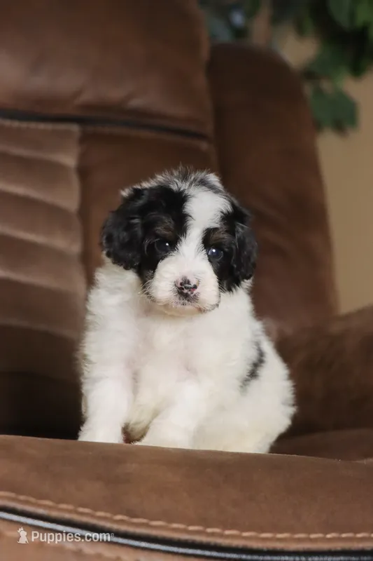 Brûlee – Miniature Bernedoodle puppy for sale in Youngstown, FL