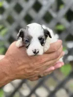 Macaron, a female Miniature Bernedoodle for sale in Youngstown, FL – 1 of 1