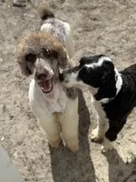 DUGAN'S FISHIN FOR MAHI IN WONDERLAND, a male Poodle - Standard  for sale in Youngstown, FL – 3 of 9