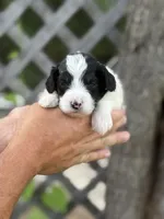 Brûlee, a male Miniature Bernedoodle for sale in Youngstown, FL – 1 of 1
