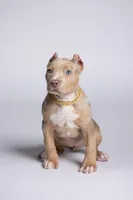 Luxe, a female American Bully for sale in Youngstown, FL – 5 of 5