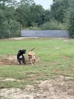 WBB DUSKY SKIES WBB, a male American Bully for sale in Youngstown, FL – 5 of 10