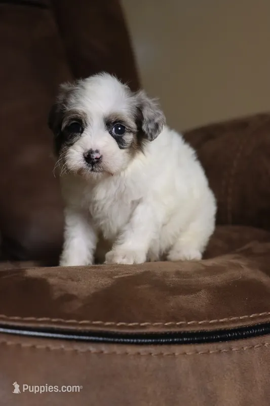 Macaron – Miniature Bernedoodle puppy on hold in Youngstown, FL