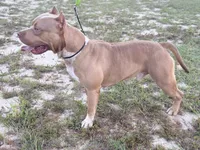 WBB DUSKY SKIES WBB, a male American Bully for sale in Youngstown, FL – 8 of 10