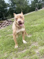 WBB DUSKY SKIES WBB, a male American Bully for sale in Youngstown, FL – 2 of 5