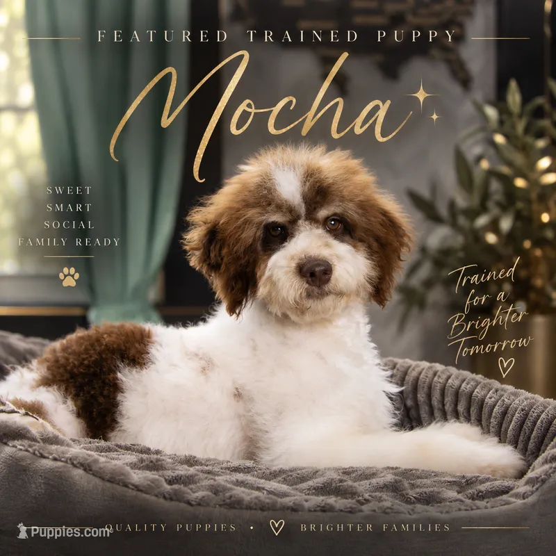 Mocha - TRAINED – Miniature Bernedoodle puppy for sale in Youngstown, FL