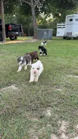 F1b Standard Sheepadoodles, a  Sheepadoodle for sale in Youngstown, FL – 4 of 8