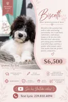 Biscotti - TRAINED, a male Miniature Bernedoodle for sale in Youngstown, FL – 5 of 8