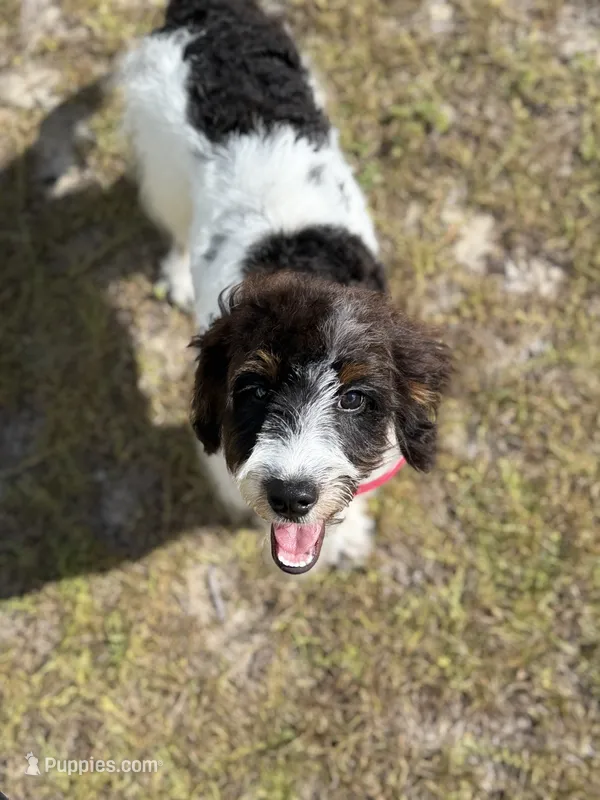 Biscotti - TRAINED – Miniature Bernedoodle puppy for sale in Youngstown, FL