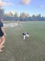 Biscotti - TRAINED, a male Miniature Bernedoodle for sale in Youngstown, FL – 8 of 8