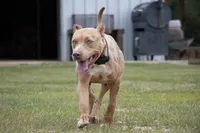 Luxury , a female American Bully for sale in Youngstown, FL – 5 of 6