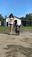 Buddy -  Basic Trained Adult, a male Bernedoodle for sale in Youngstown, FL – 1 of 1