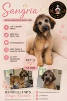 Sangria, a female Bernedoodle for sale in Youngstown, FL – 2 of 2
