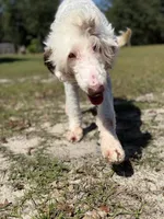 Multigen Sheepadoodle Litter, a female Sheepadoodle for sale in Youngstown, FL – 5 of 7